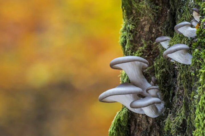楽天市場 きのこ 木 森の壁紙 輸入 カスタム壁紙 Photowall Oyster Mushroom On Tree Trunk 149 貼ってはがせるフリース壁紙 不織布 海外取り寄せのため1カ月程度でお届け 代引き 後払い不可 壁紙 屋本舗 カベガミヤホンポ