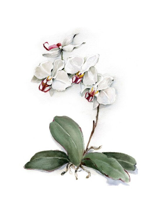 楽天市場 花 オーキッド ラン 胡蝶蘭 ボタニカルアートの壁紙 輸入 カスタム壁紙 Photowall Phalaenopsis Red Throat Orchid 224 貼ってはがせるフリース壁紙 不織布 海外取り寄せのため1カ月程度でお届け 代引き 後払い不可 壁紙屋本舗 カベガミヤ