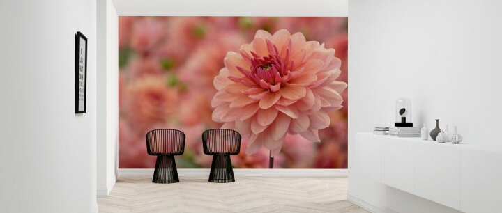 楽天市場 花 ダリア ピンクの壁紙 輸入 カスタム壁紙 Photowall Pompon Dahlia 貼ってはがせるフリース 壁紙 不織布 海外取り寄せのため1カ月程度でお届け 代引き 後払い不可 壁紙屋本舗 カベガミヤホンポ