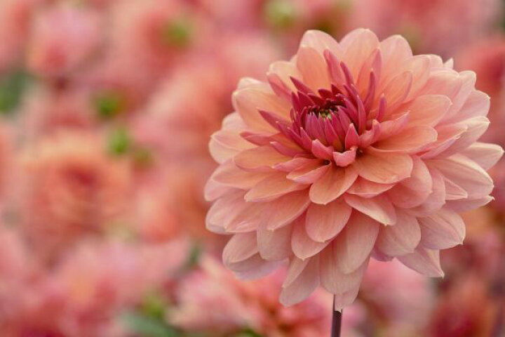 楽天市場 花 ダリア ピンクの壁紙 輸入 カスタム壁紙 Photowall Pompon Dahlia 貼ってはがせるフリース 壁紙 不織布 海外取り寄せのため1カ月程度でお届け 代引き 後払い不可 壁紙屋本舗 カベガミヤホンポ