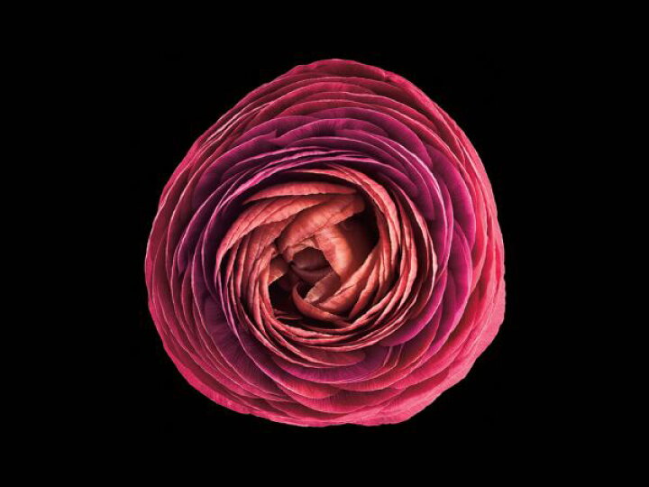楽天市場 花 ピンク 黒 ブラックの壁紙 輸入 カスタム壁紙 Photowall Floral Majesty 貼ってはがせるフリース壁紙 不織布 海外取り寄せのため1カ月程度でお届け 代引き 後払い不可 壁紙屋本舗 カベガミヤホンポ