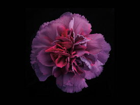 楽天市場 紫 花 壁紙の通販