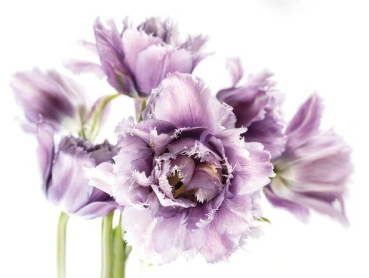 楽天市場 チューリップ 花 紫の壁紙 輸入 カスタム壁紙 Photowall Purple Fringed Tulips 貼ってはがせるフリース壁紙 不織布 海外取り寄せのため1カ月程度でお届け 代引き 後払い不可 壁紙屋本舗 カベガミヤホンポ