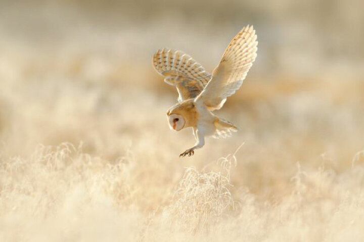 楽天市場 フクロウ メンフクロウ 鳥 ベージュの壁紙 輸入 カスタム壁紙 Photowall Owl Flight 貼ってはがせるフリース壁紙 不織布 海外取り寄せのため1カ月程度でお届け 代引き 後払い不可 壁紙屋本舗 カベガミヤホンポ