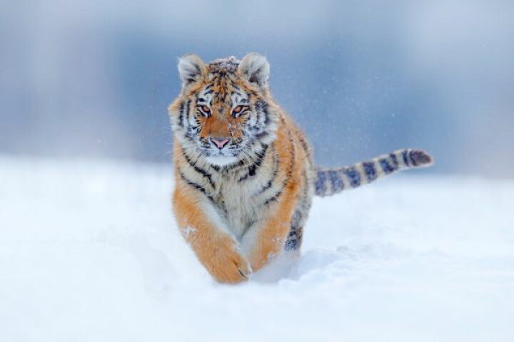 楽天市場 虎 トラ 雪 冬の壁紙 輸入 カスタム壁紙 Photowall Tiger Running In Snow 貼ってはがせるフリース壁紙 不織布 海外取り寄せのため1カ月程度でお届け 代引き 後払い不可 壁紙屋本舗 カベガミヤホンポ