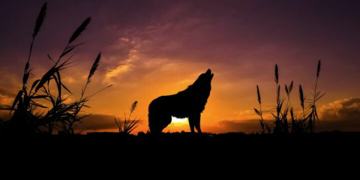 楽天市場 狼 オオカミ 動物 遠吠え シルエット 夕焼けの壁紙 輸入 カスタム壁紙 Photowall Wolf Sunset 貼ってはがせるフリース壁紙 不織布 海外取り寄せのため1カ月程度でお届け 代引き 後払い不可 壁紙屋本舗 カベガミヤホンポ