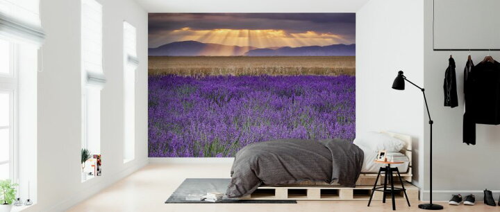 楽天市場 ラベンダー 花 紫 空の壁紙 輸入 カスタム壁紙 Photowall Sunbeams Over Lavender 貼ってはがせるフリース壁紙 不織布 海外取り寄せのため1カ月程度でお届け 代引き 後払い不可 壁紙屋本舗 カベガミヤホンポ