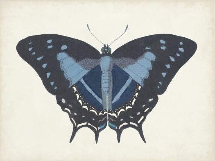 楽天市場 蝶 チョウ 虫 イラスト 青 ブルーの壁紙 輸入 カスタム壁紙 Photowall Beautiful Butterfly 貼ってはがせるフリース壁紙 不織布 海外取り寄せのため1カ月程度でお届け 代引き 後払い不可 壁紙 屋本舗 カベガミヤホンポ