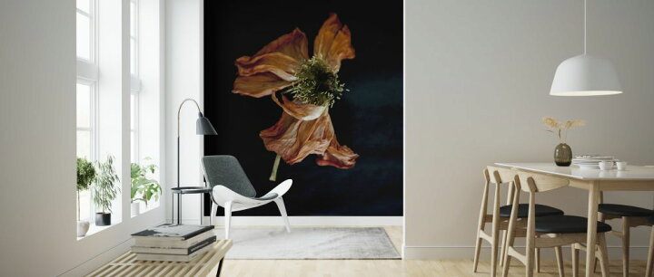 楽天市場 花 オレンジ 黒 ブラックの壁紙 輸入 カスタム壁紙 Photowall Dancing Flower 貼ってはがせるフリース壁紙 不織布 海外取り寄せのため1カ月程度でお届け 代引き 後払い不可 壁紙屋本舗 カベガミヤホンポ 楽天市場 花 オレンジ 黒 ブラックの壁紙 輸入 カスタム壁紙 Photowall Dancing Flower 貼ってはがせるフリース壁紙 不織布 海外取り寄せのため1カ月程度でお届け 代引き 後払い不可 壁紙屋本舗 カベガミヤホンポ