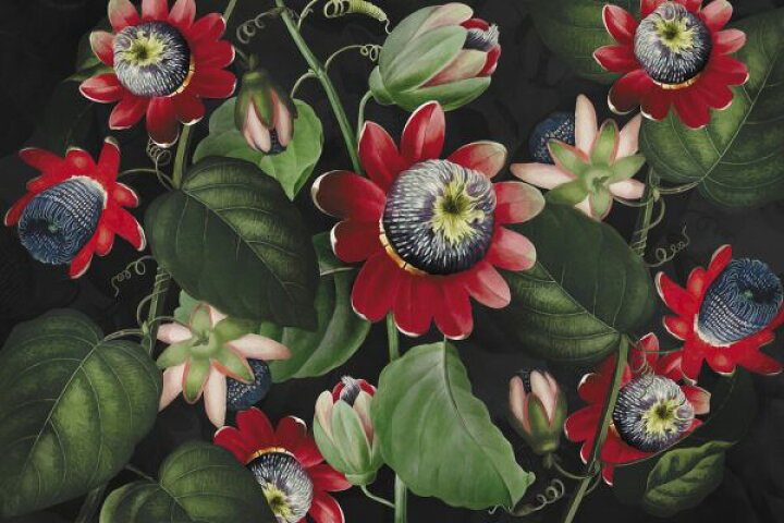 楽天市場 トケイソウ パッションフラワー 花 イラスト トロピカルの壁紙 輸入 カスタム壁紙 Photowall Passiflora 貼ってはがせるフリース壁紙 不織布 海外取り寄せのため1カ月程度でお届け 代引き 後払い不可 壁紙 屋本舗 カベガミヤホンポ