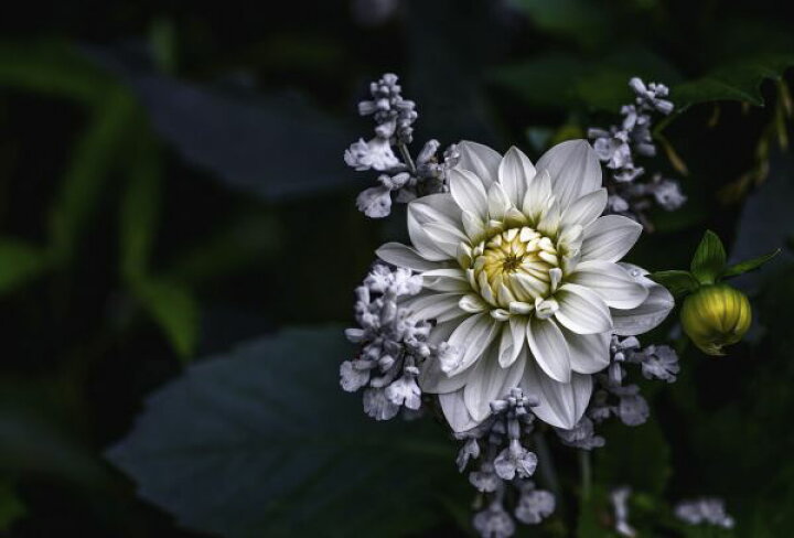 楽天市場 花 ダリア 黒 ブラック 白 ホワイトの壁紙 輸入 カスタム壁紙 Photowall Dahlia Flower 貼ってはがせるフリース壁紙 不織布 海外取り寄せのため1カ月程度でお届け 代引き 後払い不可 壁紙屋本舗 カベガミヤホンポ