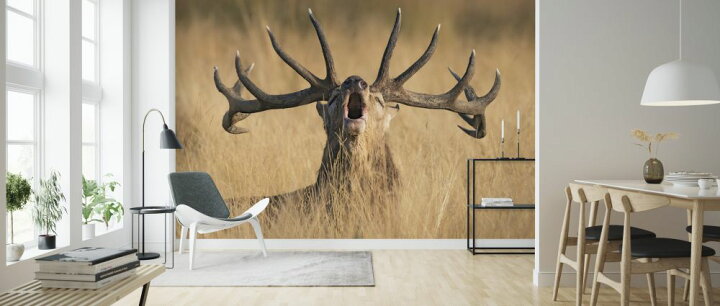 楽天市場 鹿 シカ 動物 角 ベージュの壁紙 輸入 カスタム壁紙 Photowall Ready To Rut 貼ってはがせるフリース壁紙 不織布 海外取り寄せのため1カ月程度でお届け 代引き 後払い不可 壁紙屋本舗 カベガミヤホンポ