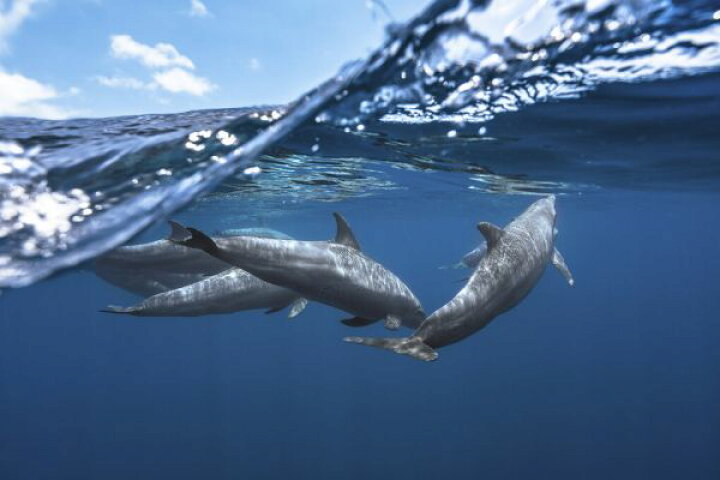 楽天市場 イルカ 動物 海 空 水中 青 ブルーの壁紙 輸入 カスタム壁紙 Photowall Dolphins 貼ってはがせるフリース壁紙 不織布 海外取り寄せのため1カ月程度でお届け 代引き 後払い不可 壁紙屋本舗 カベガミヤホンポ 楽天市場 イルカ 動物 海 空 水中 青 ブルーの壁紙 輸入 カスタム壁紙 Photowall Dolphins 貼ってはがせるフリース壁紙 不織布 海外取り寄せのため1カ月程度でお届け 代引き 後払い不可 壁紙屋本舗 カベガミヤホンポ