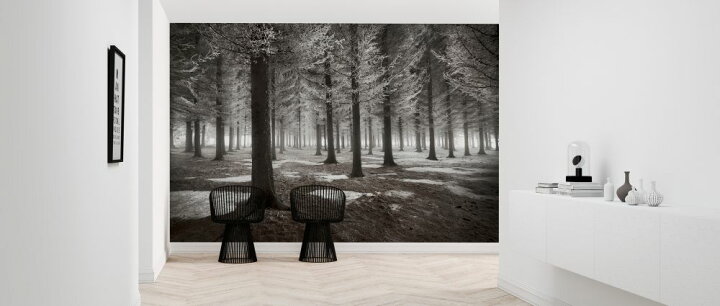 楽天市場 森 木 自然 風景 モノクロ モノトーンの壁紙 輸入 カスタム壁紙 Photowall Onset Of Winter 貼ってはがせるフリース壁紙 不織布 海外取り寄せのため1カ月程度でお届け 代引き 後払い不可 壁紙 屋本舗 カベガミヤホンポ