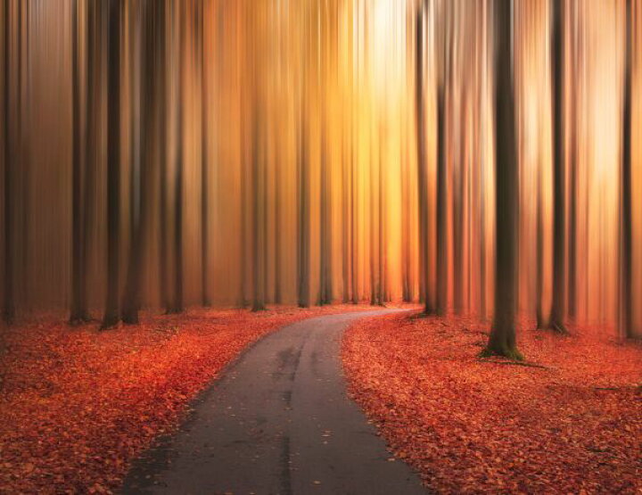 楽天市場 木 森 道 秋 紅葉の壁紙 輸入 カスタム壁紙 Photowall Path To Unknown 237 貼ってはがせるフリース壁紙 不織布 海外取り寄せのため1カ月程度でお届け 代引き 後払い不可 壁紙屋本舗 カベガミヤホンポ