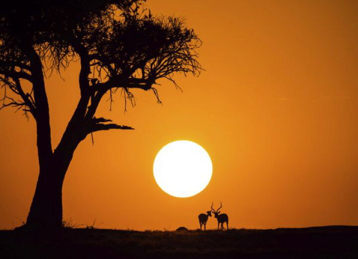 楽天市場 アフリカ サバンナ 木 太陽 鹿 シカ シルエット オレンジの壁紙 輸入 カスタム壁紙 Photowall African Sunset 貼ってはがせるフリース壁紙 不織布 海外取り寄せのため1カ月程度でお届け 代引き 後払い不可 壁紙 屋本舗 カベガミヤホンポ 楽天市場 アフリカ サバンナ 木 太陽 鹿 シカ シルエット オレンジの壁紙 輸入 カスタム壁紙 Photowall African Sunset 貼ってはがせるフリース壁紙 不織布 海外取り寄せのため1カ月程度でお届け 代引き 後払い不可 壁紙 屋本舗 カベガミヤホンポ
