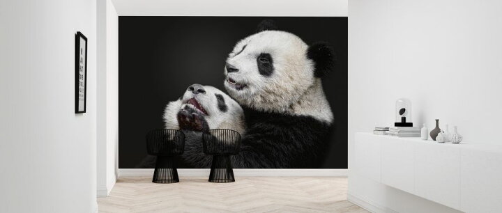 楽天市場 パンダ 動物 黒 ブラックの壁紙 輸入 カスタム壁紙 Photowall Pandas 貼ってはがせるフリース壁紙 不織布 海外取り寄せのため1カ月程度でお届け 代引き 後払い不可 壁紙屋本舗 カベガミヤホンポ