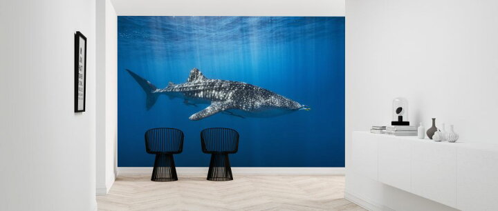 楽天市場 ジンベイザメ 海 水中 青 ブルーの壁紙 輸入 カスタム壁紙 Photowall Whale Shark In The Blue 貼ってはがせるフリース壁紙 不織布 海外取り寄せのため1カ月程度でお届け 代引き 後払い不可 壁紙 屋本舗 カベガミヤホンポ