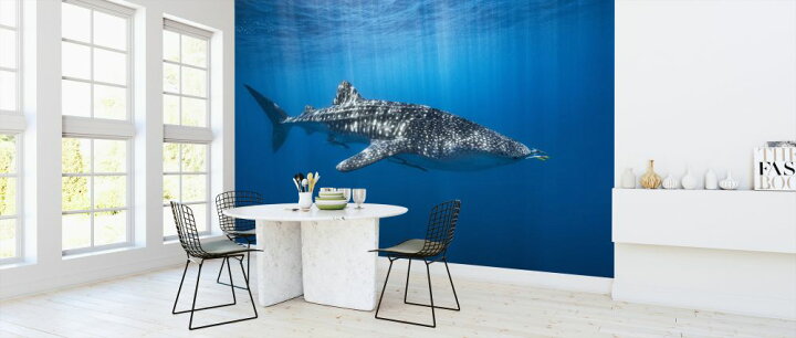 楽天市場 ジンベイザメ 海 水中 青 ブルーの壁紙 輸入 カスタム壁紙 Photowall Whale Shark In The Blue 貼ってはがせるフリース壁紙 不織布 海外取り寄せのため1カ月程度でお届け 代引き 後払い不可 壁紙 屋本舗 カベガミヤホンポ