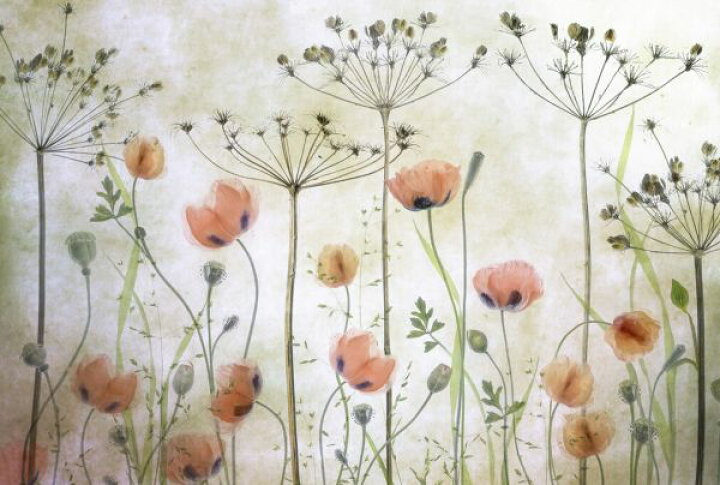 楽天市場 ポピー 花 イラスト ナチュラルの壁紙 輸入 カスタム壁紙 Photowall Poppy Meadow 貼ってはがせるフリース壁紙 不織布 海外取り寄せのため1カ月程度でお届け 代引き 後払い不可 壁紙屋本舗 カベガミヤホンポ
