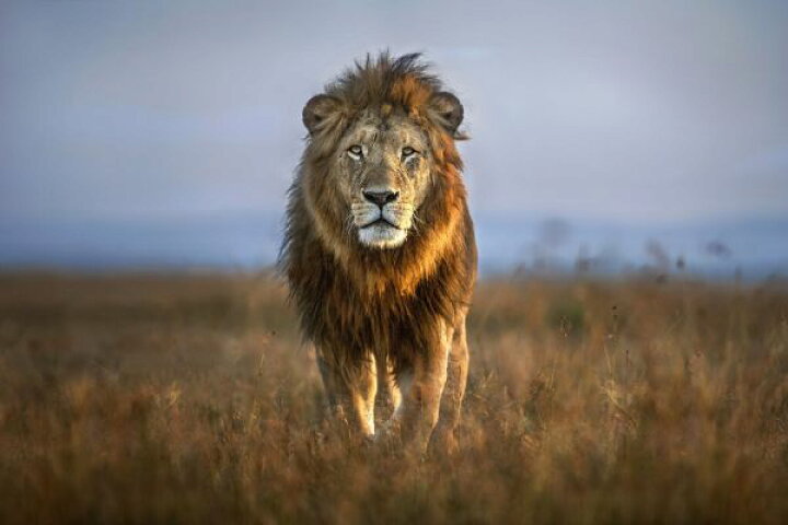 楽天市場 ライオン 動物 木 サバンナの壁紙 輸入 カスタム壁紙 Photowall Lion Close Up 貼ってはがせるフリース壁紙 不織布 海外取り寄せのため1カ月程度でお届け 代引き 後払い不可 壁紙屋本舗 カベガミヤホンポ