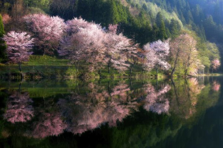 楽天市場 桜 水辺 風景 景色の壁紙 輸入 カスタム壁紙 Photowall Another World 貼ってはがせるフリース 壁紙 不織布 海外取り寄せのため1カ月程度でお届け 代引き 後払い不可 壁紙屋本舗 カベガミヤホンポ 楽天市場 桜 水辺 風景 景色の壁紙 輸入 カスタム壁紙 Photowall Another World 貼ってはがせるフリース 壁紙 不織布 海外取り寄せのため1カ月程度でお届け 代引き 後払い不可 壁紙屋本舗 カベガミヤホンポ