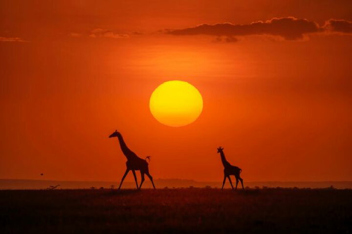 楽天市場 キリン シルエット サバンナ 赤 レッドの壁紙 輸入 カスタム壁紙 Photowall Giraffes In The Sunset 貼ってはがせるフリース壁紙 不織布 海外取り寄せのため1カ月程度でお届け 代引き 後払い不可 壁紙 屋本舗 カベガミヤホンポ 楽天市場 キリン シルエット サバンナ 赤 レッドの壁紙 輸入 カスタム壁紙 Photowall Giraffes In The Sunset 貼ってはがせるフリース壁紙 不織布 海外取り寄せのため1カ月程度でお届け 代引き 後払い不可 壁紙 屋本舗 カベガミヤホンポ