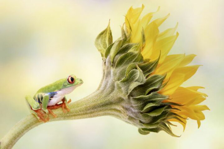 楽天市場 カエル ひまわり 花 黄色 イエローの壁紙 輸入 カスタム壁紙 Photowall Tree Frog On A Sunflower 貼ってはがせるフリース壁紙 不織布 海外取り寄せのため1カ月程度でお届け 代引き 後払い不可 壁紙 屋本舗 カベガミヤホンポ