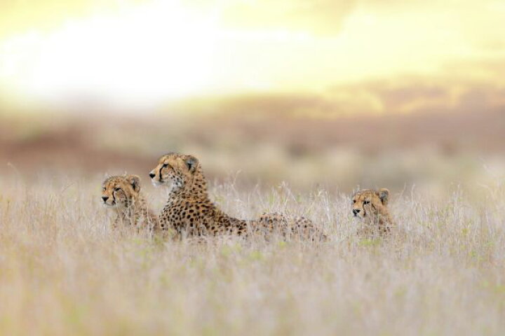楽天市場 チーター 動物 サバンナ ベージュの壁紙 輸入 カスタム壁紙 Photowall Cheetah Family 貼ってはがせるフリース壁紙 不織布 海外取り寄せのため1カ月程度でお届け 代引き 後払い不可 壁紙屋本舗 カベガミヤホンポ