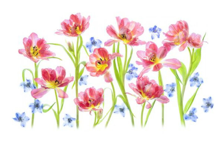 楽天市場 チューリップ 花 赤 イラストの壁紙 輸入 カスタム壁紙 Photowall Spring Delight 貼ってはがせるフリース壁紙 不織布 海外取り寄せのため1カ月程度でお届け 代引き 後払い不可 壁紙屋本舗 カベガミヤホンポ