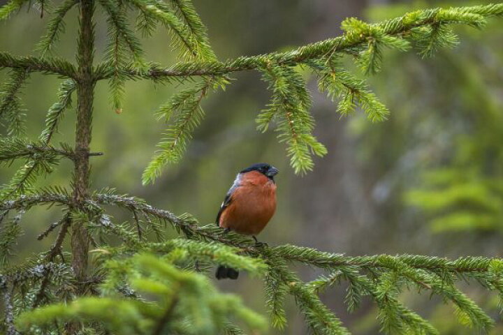 楽天市場 ウソ 鳥 野鳥 森 緑 グリーンの壁紙 輸入 カスタム壁紙 Photowall Bullfinch 貼ってはがせるフリース壁紙 不織布 海外取り寄せのため1カ月程度でお届け 代引き 後払い不可 壁紙屋本舗 カベガミヤホンポ