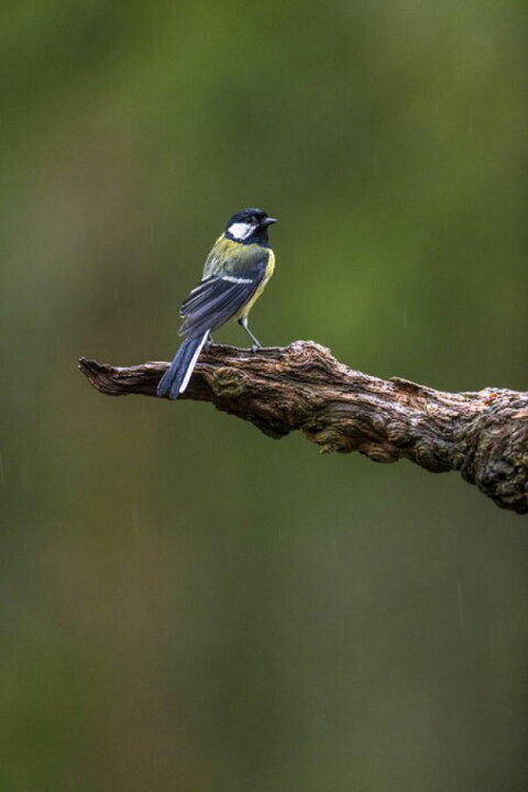 楽天市場 シジュウカラ 鳥 野鳥 森 緑 グリーンの壁紙 輸入 カスタム壁紙 Photowall Bullfinch Ii 貼ってはがせるフリース壁紙 不織布 海外取り寄せのため1カ月程度でお届け 代引き 後払い不可 壁紙屋本舗 カベガミヤホンポ