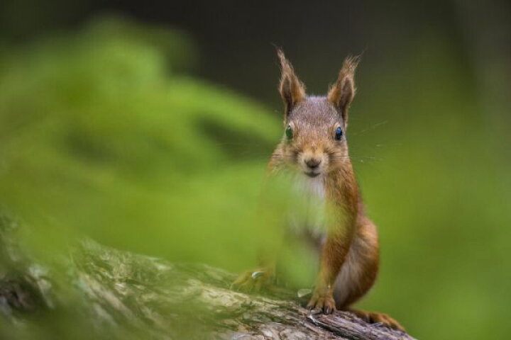 楽天市場 リス 動物 森 緑 グリーンの壁紙 輸入 カスタム壁紙 Photowall Squirrel Ii 貼ってはがせるフリース壁紙 不織布 海外取り寄せのため1カ月程度でお届け 代引き 後払い不可 壁紙屋本舗 カベガミヤホンポ