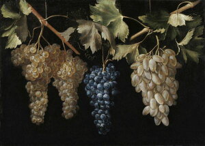 Õ uhE G̕ǎ A JX^ǎ Aǎ JX^ǎ PHOTOWALL / Four Bunches of Hanging Grapes - Juan Fernandez (e325869) \Ă͂t[Xǎ(sDz) yCO񂹏iz y