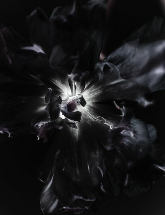 楽天市場 花 黒 ブラックの壁紙 輸入 カスタム壁紙 Photowall Blooming Flower Nr 15 貼ってはがせるフリース壁紙 不織布 海外取り寄せのため1カ月程度でお届け 代引き 後払い不可 壁紙屋本舗 カベガミヤホンポ