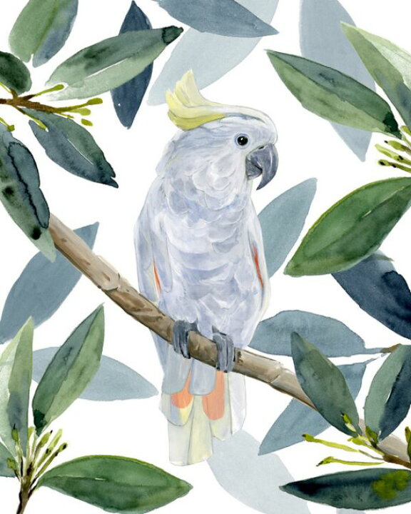 楽天市場 オウム 鳥 水彩画 イラスト 緑 グリーンの壁紙 輸入 カスタム壁紙 Photowall Cockatoo Perch 貼ってはがせるフリース壁紙 不織布 海外取り寄せのため1カ月程度でお届け 代引き 後払い不可 壁紙 屋本舗 カベガミヤホンポ