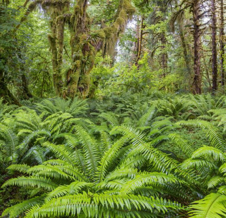 楽天市場 ジャングル 森 シダ 草 植物 緑 グリーンの壁紙 輸入 カスタム壁紙 Photowall Western Sword Fern In Rainforest 貼ってはがせるフリース壁紙 不織布 海外取り寄せのため1カ月程度でお届け 代引き 後払い不可 壁紙屋本舗 カベガミヤホンポ
