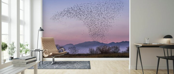 楽天市場 鳥 群れ 夕方 夕焼け 空 紫 パープルの壁紙 輸入 カスタム壁紙 Photowall Blackbirds At Sunset 貼ってはがせるフリース壁紙 不織布 海外取り寄せのため1カ月程度でお届け 代引き 後払い不可 壁紙 屋本舗 カベガミヤホンポ