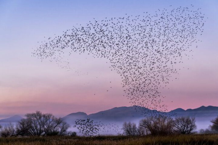 楽天市場 鳥 群れ 夕方 夕焼け 空 紫 パープルの壁紙 輸入 カスタム壁紙 Photowall Blackbirds At Sunset 貼ってはがせるフリース壁紙 不織布 海外取り寄せのため1カ月程度でお届け 代引き 後払い不可 壁紙 屋本舗 カベガミヤホンポ 楽天市場 鳥 群れ 夕方 夕焼け 空 紫 パープルの壁紙 輸入 カスタム壁紙 Photowall Blackbirds At Sunset 貼ってはがせるフリース壁紙 不織布 海外取り寄せのため1カ月程度でお届け 代引き 後払い不可 壁紙 屋本舗 カベガミヤホンポ