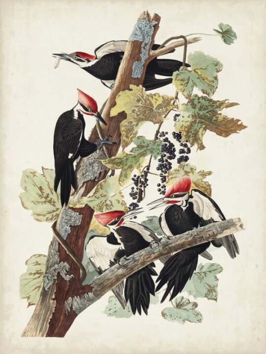 楽天市場 鳥 イラスト 図鑑 博物画 アンティーク ビンテージの壁紙 輸入 カスタム壁紙 Photowall Pileated Woodpecker 貼ってはがせるフリース壁紙 不織布 海外取り寄せのため1カ月程度でお届け 代引き 後払い不可 壁紙屋本舗 カベガミヤホンポ