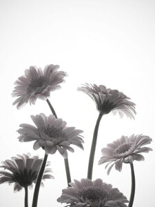 ガーベラ リース 住宅設備 リフォームの人気商品 通販 価格比較 価格 Com