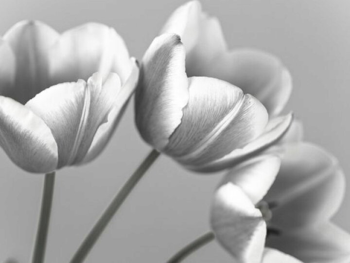 楽天市場 チューリップ 花 モノクロ モノトーン 灰色 グレーの壁紙 輸入 カスタム壁紙 Photowall Tulips 貼ってはがせるフリース壁紙 不織布 海外取り寄せのため1カ月程度でお届け 代引き 後払い不可 壁紙屋本舗 カベガミヤホンポ 楽天市場 チューリップ 花 モノクロ モノトーン 灰色 グレーの壁紙 輸入 カスタム壁紙 Photowall Tulips 貼ってはがせるフリース壁紙 不織布 海外取り寄せのため1カ月程度でお届け 代引き 後払い不可 壁紙屋本舗 カベガミヤホンポ