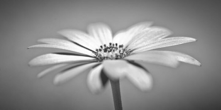 楽天市場 ガーベラ 花 モノクロ モノトーン 灰色 グレーの壁紙 輸入 カスタム壁紙 Photowall African Daisy 貼ってはがせるフリース壁紙 不織布 海外取り寄せのため1カ月程度でお届け 代引き 後払い不可 壁紙屋本舗 カベガミヤホンポ