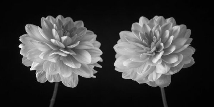 楽天市場 ダリア 花 モノクロ モノトーン 黒 ブラックの壁紙 輸入 カスタム壁紙 Photowall Dahlias 262 貼ってはがせるフリース壁紙 不織布 海外取り寄せのため1カ月程度でお届け 代引き 後払い不可 壁紙屋本舗 カベガミヤホンポ 楽天市場 ダリア 花 モノクロ モノトーン 黒 ブラックの壁紙 輸入 カスタム壁紙 Photowall Dahlias 262 貼ってはがせるフリース壁紙 不織布 海外取り寄せのため1カ月程度でお届け 代引き 後払い不可 壁紙屋本舗 カベガミヤホンポ