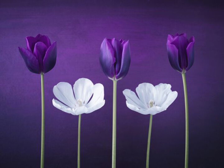 楽天市場 チューリップ 花 紫 パープルの壁紙 輸入 カスタム壁紙 Photowall Tulips 貼ってはがせるフリース壁紙 不織布 海外取り寄せのため1カ月程度でお届け 代引き 後払い不可 壁紙屋本舗 カベガミヤホンポ