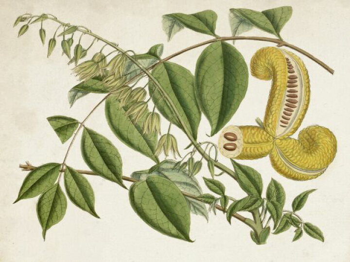 楽天市場 植物 果物 ボタニカルアート 図鑑 博物画 イラスト アンティーク ビンテージの壁紙 輸入 カスタム壁紙 Photowall Tropical Foliage Fruit 貼ってはがせるフリース壁紙 不織布 海外取り寄せのため1カ月程度でお届け 代引き 後払い不可