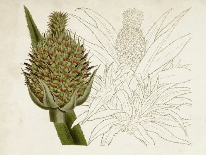 楽天市場 パイナップル 植物 果物 ボタニカルアート 図鑑 博物画 イラスト アンティーク ビンテージの壁紙 輸入 カスタム壁紙 Photowall Tropical Foliage Fruit Iiii 貼ってはがせるフリース壁紙 不織布 海外取寄せ商品 代引き 後払い不可 壁紙