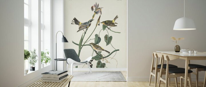 楽天市場 鳥 植物 ボタニカルアート 図鑑 博物画 イラスト アンティーク ビンテージの壁紙 輸入 カスタム壁紙 Photowall Yellow Rump Warbler 貼ってはがせるフリース壁紙 不織布 海外取り寄せのため1カ月程度でお届け 代引き 後払い不可 壁紙屋