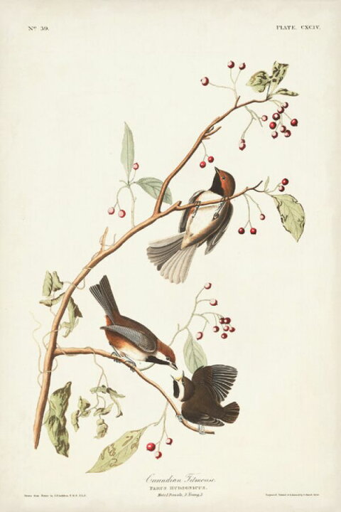 楽天市場 鳥 花 ボタニカルアート 図鑑 博物画 イラスト アンティーク ビンテージの壁紙 輸入 カスタム壁紙 Photowall Canadian Titmouse 貼ってはがせるフリース壁紙 不織布 海外取り寄せのため1カ月程度でお届け 代引き 後払い不可 壁紙屋本舗