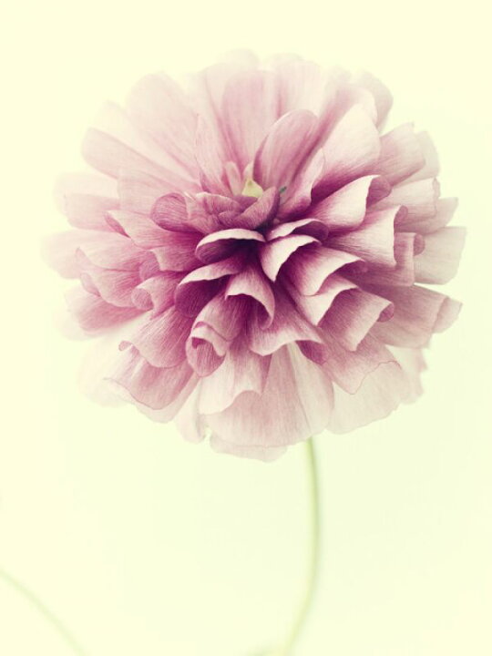 楽天市場 花 ピンクの壁紙 輸入 カスタム壁紙 Photowall Lush Botanical Iii 貼ってはがせるフリース 壁紙 不織布 海外取り寄せのため1カ月程度でお届け 代引き 後払い不可 壁紙屋本舗 カベガミヤホンポ 楽天市場 花 ピンクの壁紙 輸入 カスタム壁紙 Photowall Lush Botanical Iii 貼ってはがせるフリース 壁紙 不織布 海外取り寄せのため1カ月程度でお届け 代引き 後払い不可 壁紙屋本舗 カベガミヤホンポ